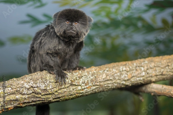 Obraz black faced spider monkey