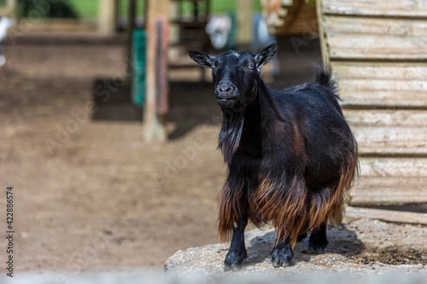 Obraz goat on the farm