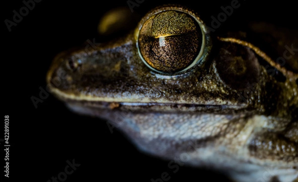 Fototapeta frog