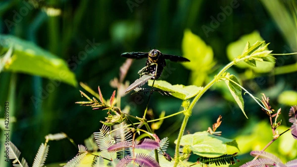 Fototapeta frog in the pond