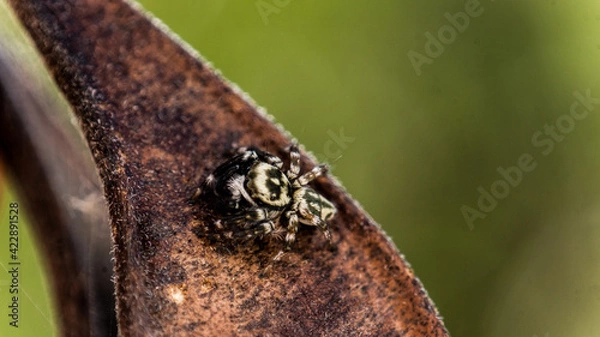 Fototapeta close up of a moth