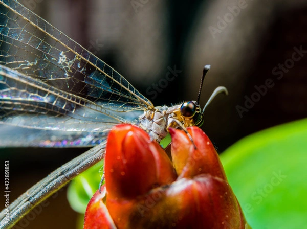 Fototapeta macro of a dragonfly
