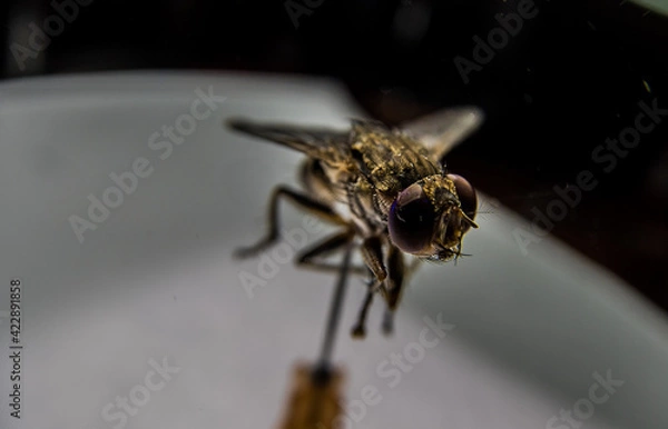 Fototapeta spider on a leaf