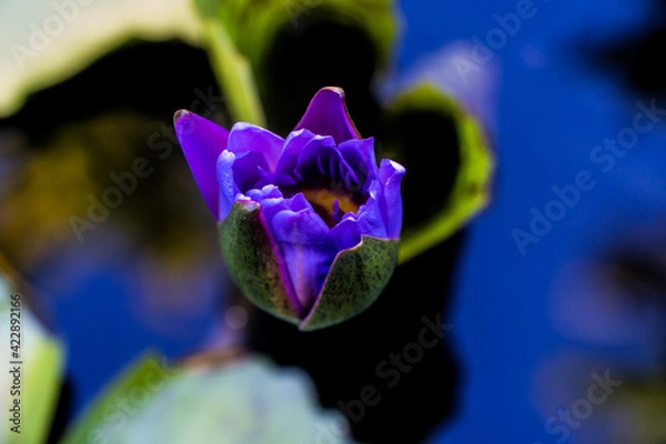 Fototapeta purple iris flower