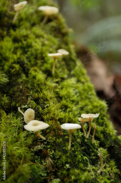 Fototapeta Nature's Carpet