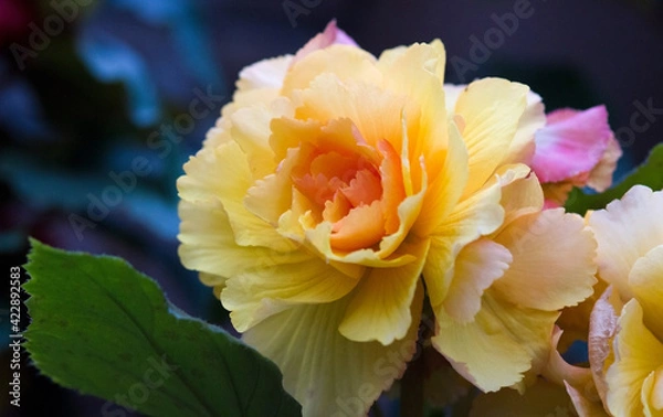 Fototapeta Spring Rose