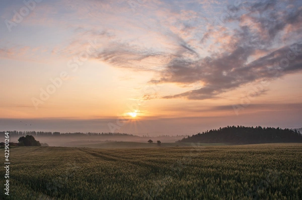 Fototapeta 夏の美瑛町美馬牛の日の出の風景