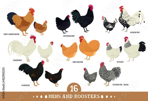 Fototapeta Set of domestic chickens Flat vector illustration Poultry farming