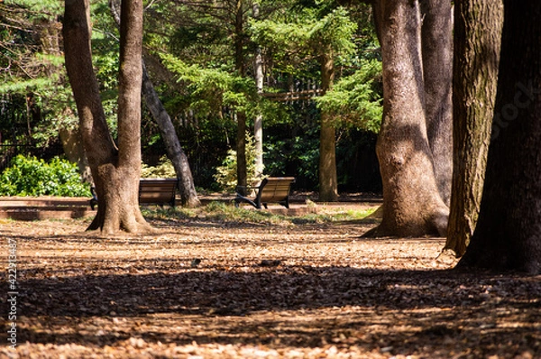Obraz 代々木公園　ベンチ