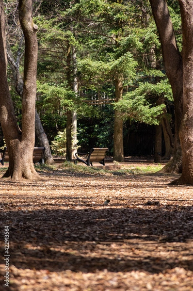 Obraz 代々木公園　ベンチ