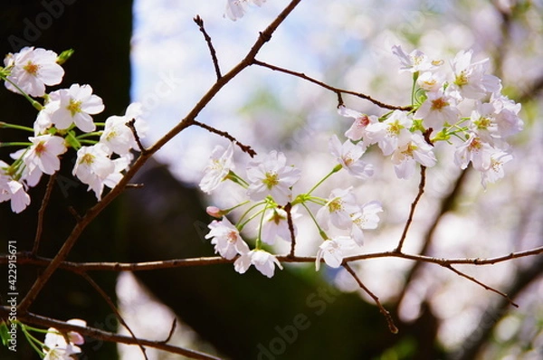 Obraz 桜　ソメイヨシノ