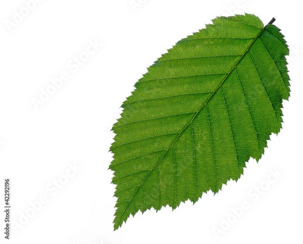 Fototapeta Liść buka