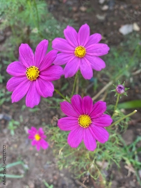 Obraz pink cosmos flower