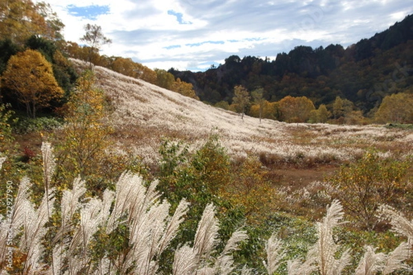 Fototapeta ススキ