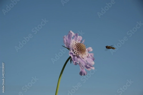 Fototapeta マツムシソウ