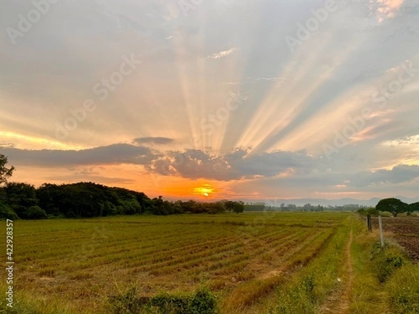 Obraz sunset in the field