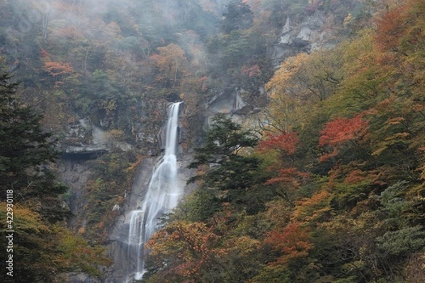 Fototapeta 紅葉の滝