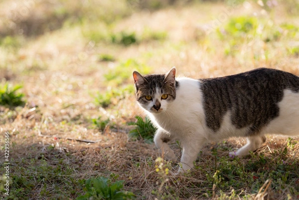 Fototapeta 歩く猫　キジトラ猫