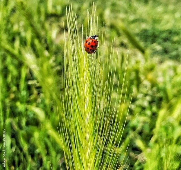 Obraz ladybug on grass