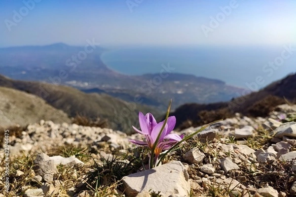 Obraz crocuses in the mountains
