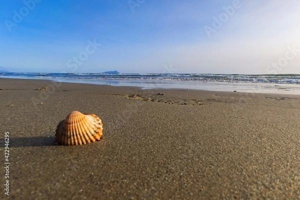 Fototapeta shell on the beach