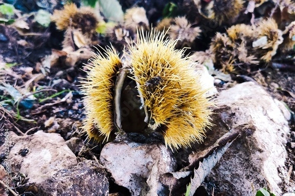 Obraz mushroom on tree