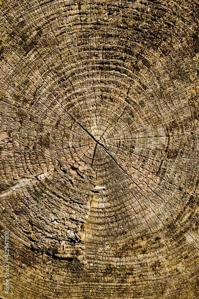 Fototapeta wood texture