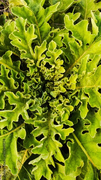 Obraz green leaves background