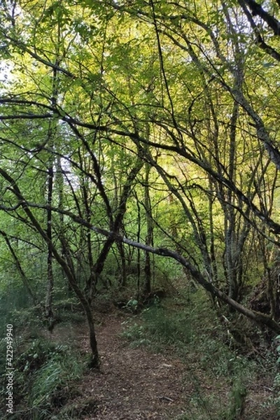 Fototapeta path in the forest