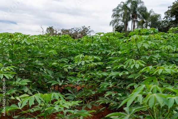 Fototapeta cassava plantation. Cassava is considered one of the oldest crops in Brazil