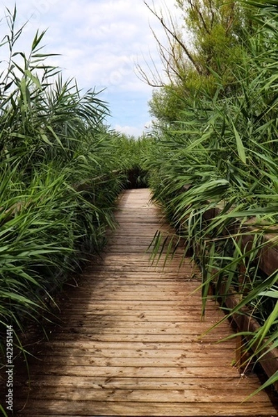 Fototapeta path in the forest
