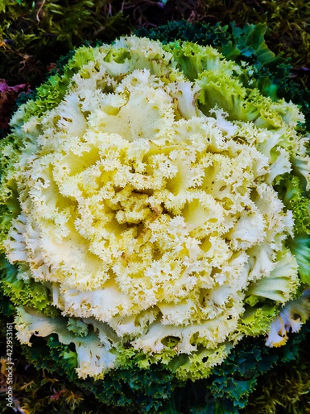 Obraz cabbage on the ground