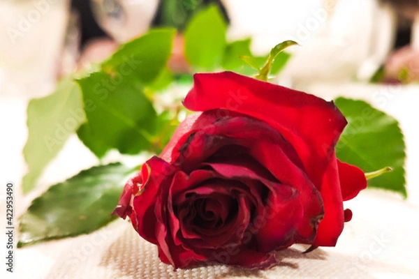 Fototapeta single red rose