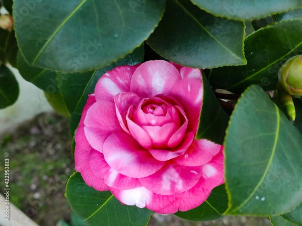 Obraz pink rose in garden
