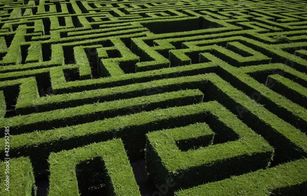 Obraz Green bushes maze
