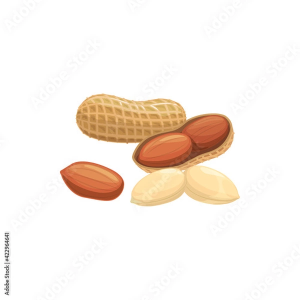 Fototapeta Peanut isolated groundnut peeled and unpeeled realistic icon. Vector peanut oil, butter flour ingredient, vegetarian food. Monkey nut or goober, pecan bean with edible kernel, grain legume with seed