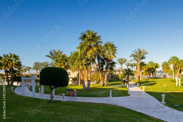 Fototapeta paths, beautiful palm trees and a green lawn in the rays of the sunset. evening, winter
