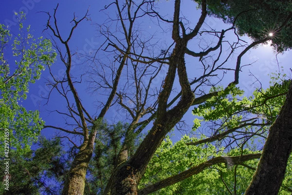Obraz 見上げて撮影した樹木
