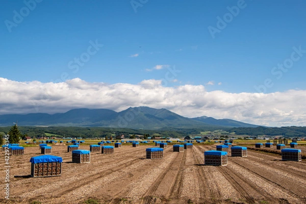 Fototapeta 秋の富良野市 収穫後のタマネギ畑
