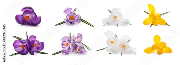 Fototapeta Set with beautiful spring crocus flowers on white background. Banner design