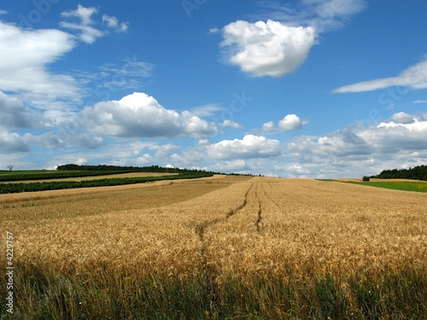 Obraz wheat field