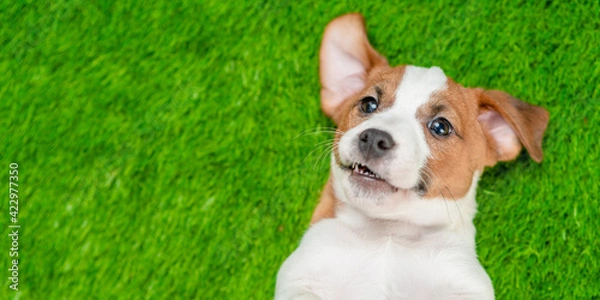 Fototapeta Happy Jack russell terrier puppy lying on its back on summer green grass. Top down view. Empty space for text