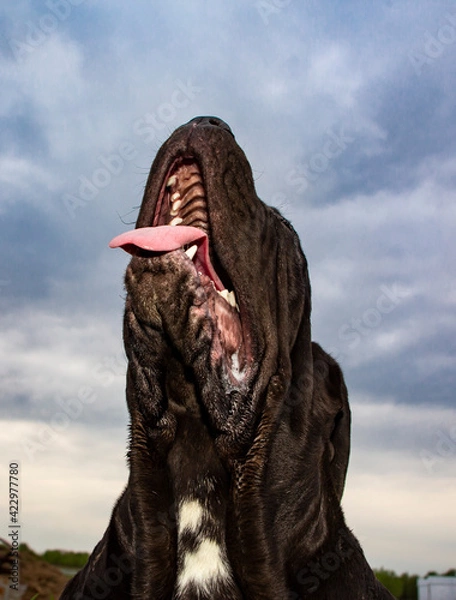 Obraz dog