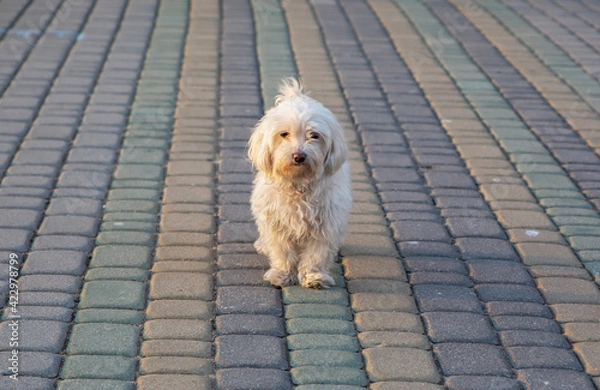 Obraz maltese