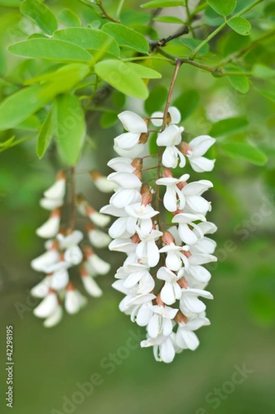 Obraz Robinia pseudoacacia