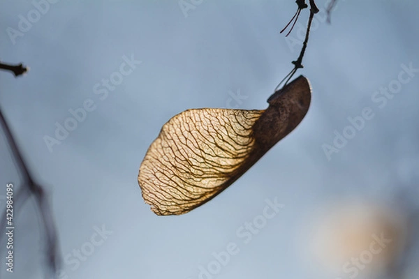 Obraz Maple seed on a branch