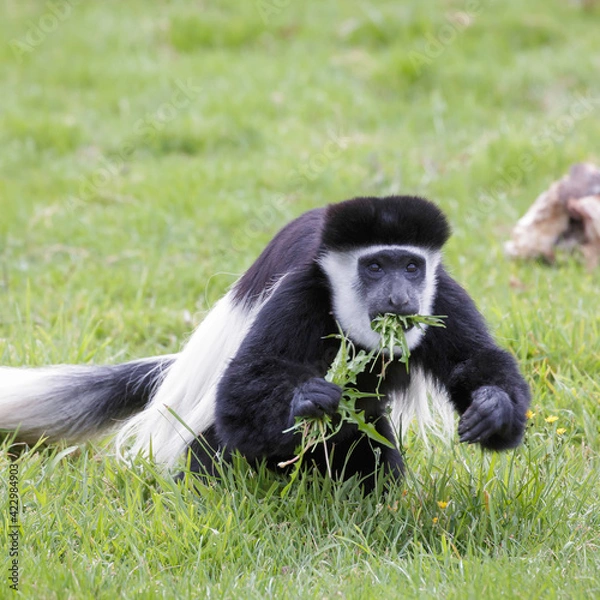 Fototapeta Black and White Colobus (Colubus)