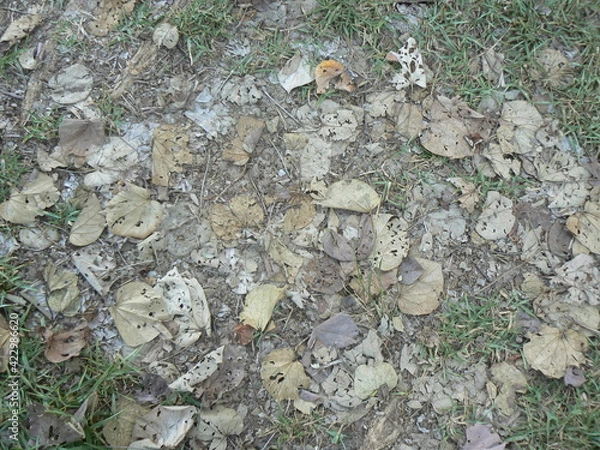 Obraz Parterre de feuilles mortes dans les tons bruns et gris entouré de gazon