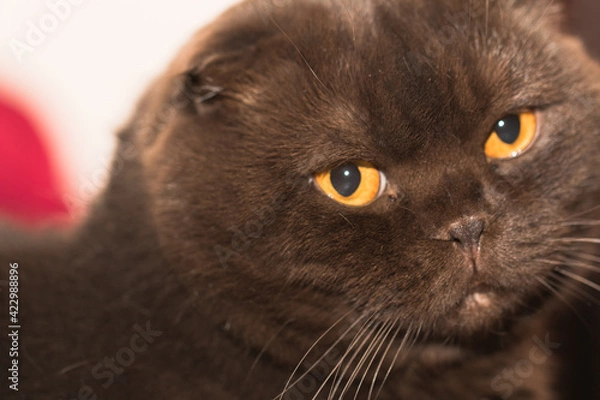 Obraz Scottish Fold cat three