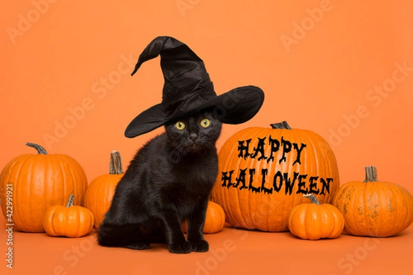 Obraz Black cat wearing a witch hat between orange pumpkins on an orange background wishing you happy halloween